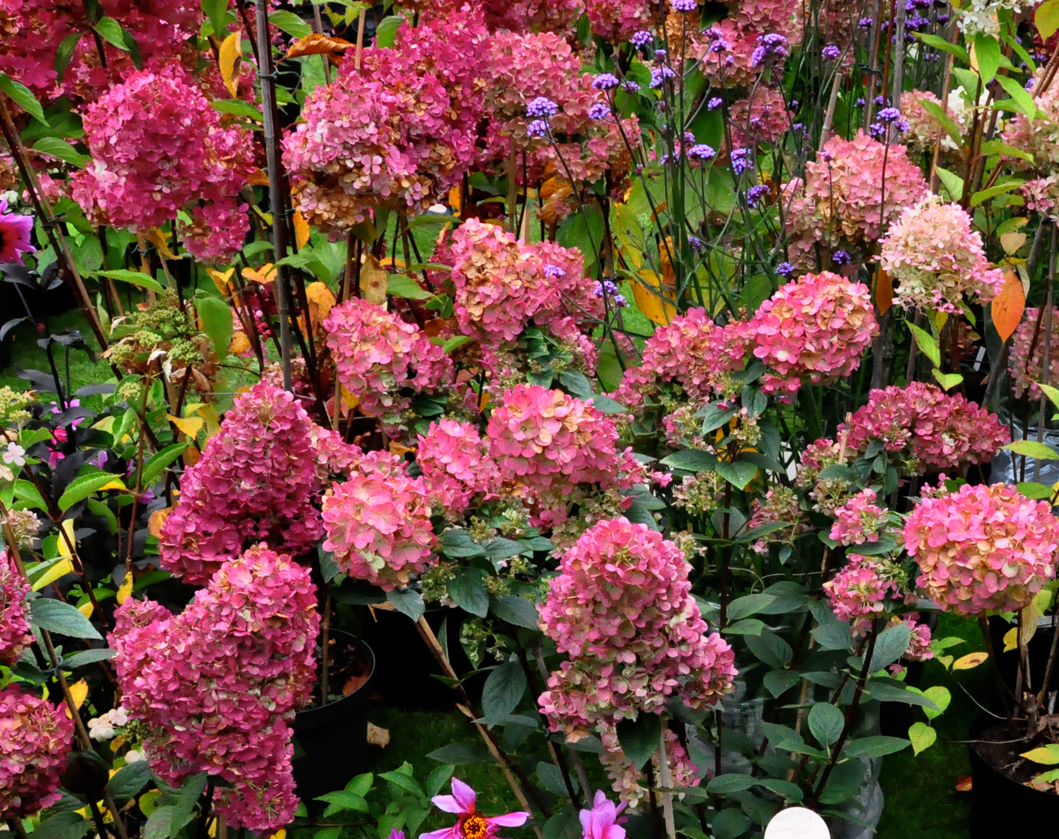 Hydrangea paniculata 'Wim's Red'